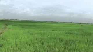 Lush Green Rice Fields in Cambodia