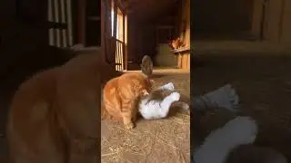 Cat vs White Tiger Cub 🐯 Epic Playtime Showdown #Cats #Wildlife #Cute