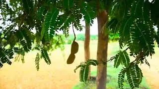 Social forestry