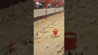 Technical poultry farm baby 🐤#chicken #chickenfarming #farming#technical folder January 🔴 24 /2025