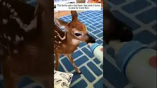 This family saw a lost fawn, they took it home to care for it and then #deer #babydeer #shorts
