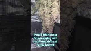 Thunder Banana almost dry⚡️🍌🍁 #farming #indoorplant #weedchannel #drying #thunderstorm