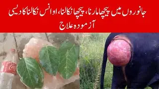100% Effective Prolapse Desi Treatment | Prolapse Natural Treatment