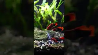 The Variatus Platy is a Cool Water Fish! #shorts