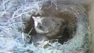 Bear Bear's story of the Blue Tit nest box 2020