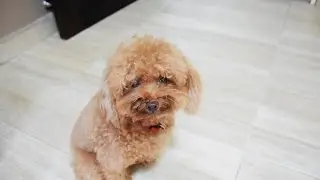 Amber Toy Poodle - Zeus's Command