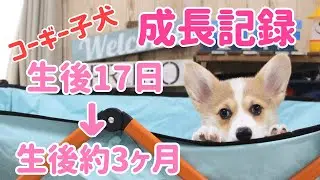 約３ヶ月でこんなに変わりました。コーギー子犬の成長記録  -corgi puppy-