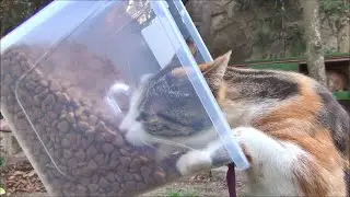 Our VIP Cat Eats and Drinks Differently From Our Other Cats!