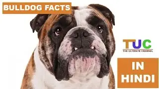 BULLDOG Dog Facts In Hindi | Dog Facts | Popular Dogs | The Ultimate Channel