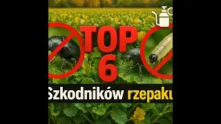 Top 6 szkodników rzepaku jesienią – monitoring i zabiegi