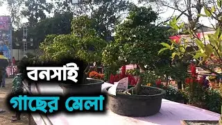 Bonsai tree fair | bonsai fare | daily volog