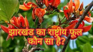 national flower of jharkhand // झारखंड का राष्ट्रीय फूल कौन सा है?