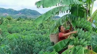 survival in the rainforest-women found banana for grill and cook fish for dogs -Eating delicious HD