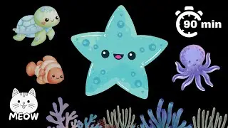 Dancing Starfish and Friends | High Contrast Baby Sensory Video