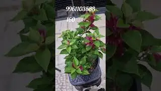 Bogan villa available #9961103583