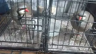 寝る前のトリ