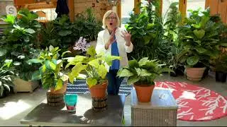 Barbara King 3-Piece Hosta Bright and Shiny Live Plants on QVC