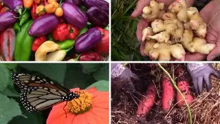 Late September Gardening Update - Lots of Harvesting Still Going On