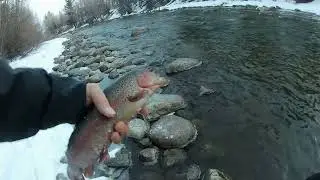 Trout fishing in Blue River