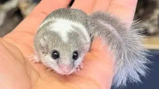 Micro Squirrels (African Pygmy Dormouse)