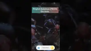 Prophet Sulaiman (PBUH) & the Ants 🐜
