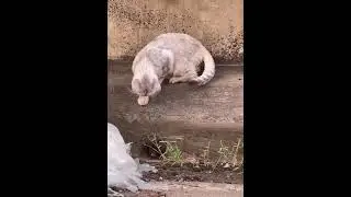 Cat and the weasel