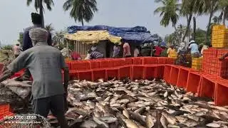 Fish 🐠🐟 loading 🐟🚛🥀 Video kaikalur To falakata #hasantrackdriver #truckdriver #driver 
