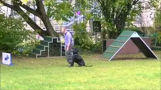Begleithundeprüfung - Test, verhauen...