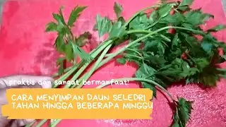 Cara Menyimpan Seledri Tahan Lama