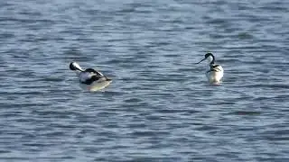 Pied Avocet, Avocetta (Recurvirostra avosetta)