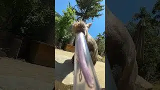 Aardvark Snacking on Mealworms