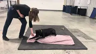 Ozzy practices settling on auto-place