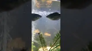 My fish are kissing. lol