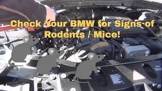 Does Your BMW Have MICE?! Inspecting the engine compartment for signs of rodents / mice.