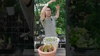 从选盆到浇水施肥.朱顶红全年养护教程.手把手教你养开花.还能年年复花 抖音小助手 #朱顶红 #朱顶红养护 #花卉绿植 #爱生活爱养花 #塔莎的花园