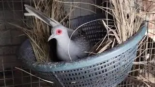 Biggest diamond dove 🕊️ setup full overview | dove  farming in hindi | progress check 