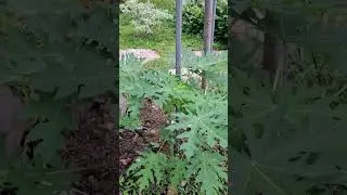 Fresh and Healthy Papaya #plant  #shortvideo #caricaceae #carica #caricapapaya  #brassicales #pawpaw