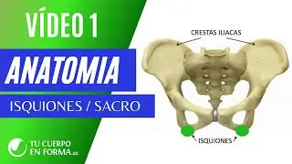 Vídeo nº1 ISQUINOES & SACRO -Anatomía & Activaciones Básicas /PILATES