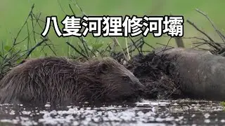 河狸兩天天修好人類七年爛尾壩！自然工程師的&ldquo;神操作&rdquo;！