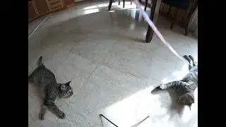 GoPro Cat - S1 E4: The Magic Measuring Tape! ✨📏