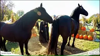 Сцена спаривания диких лошадей в местах украшения к Хэллоуину