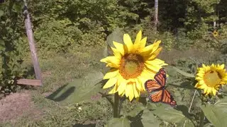 Slow Motion Insects At SugarLake