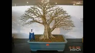 50 kumpulan bonsai terbaik
