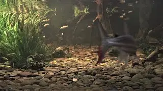 goliath tigerfish exercising