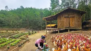 Full 299 days: How the girl created a vegetable garden, chicken farm, and fish pond