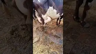 High Milking Capacity Cow HF Sahiwal Cross Breed #newsong #song #cowfeed #milkday #dairycows #milk