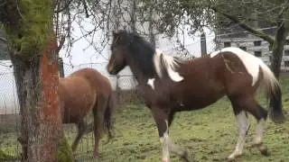 Pferde spielen