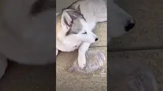 Luna Husky😂Next Funny Episode🤣 #familyru #dog #husky #funny #shorts