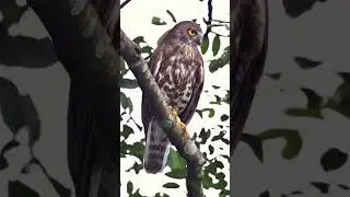 The Fascinating Calls of the Brown Boobook and Hawk Owl