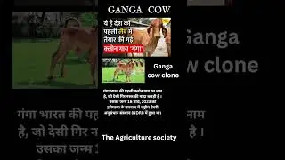 Ganga cow clone || cow breed  Agriculture #viralreels #viralshorts